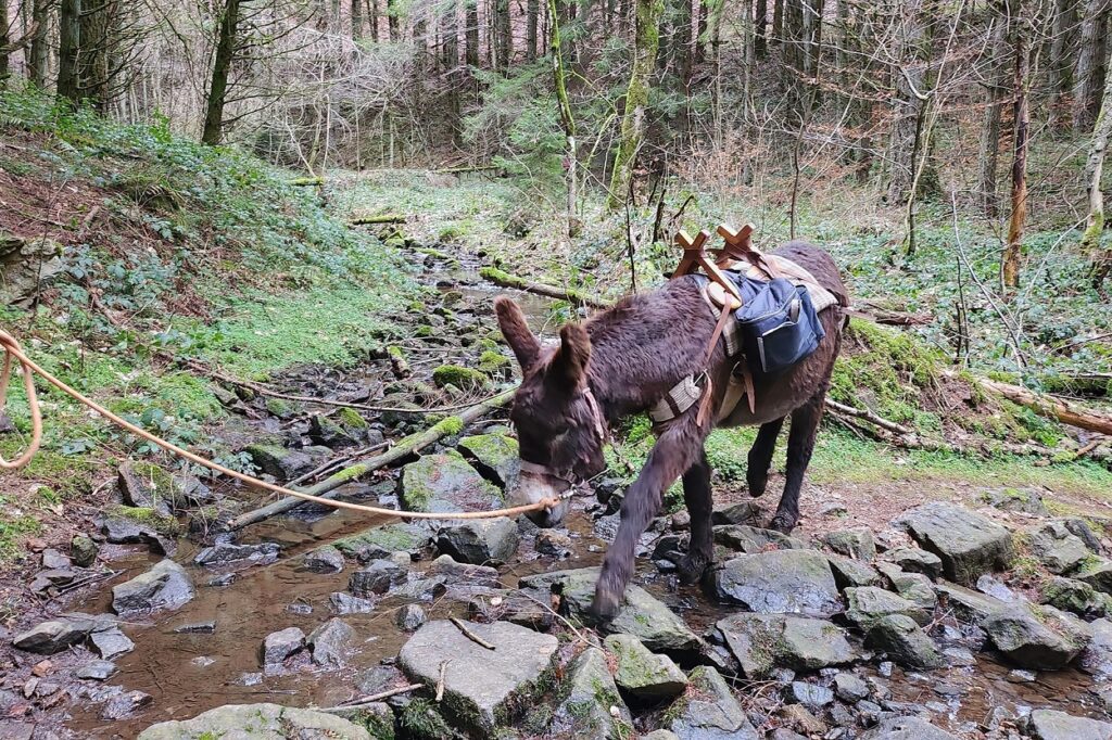 âne bâté pour la randonnée, traversant un petit cours d'eau