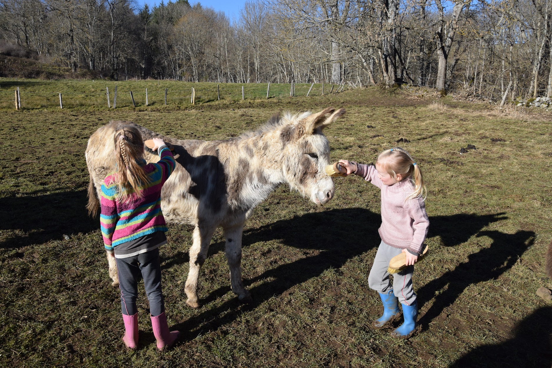 petites filles brossant un âne pie